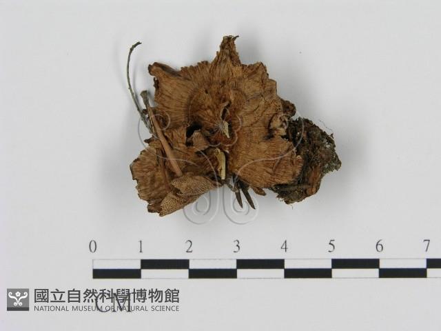 登錄號:F0008217藏品圖，第1張