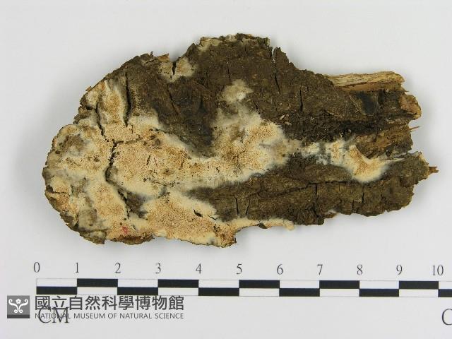 登錄號:F0004217藏品圖，第1張