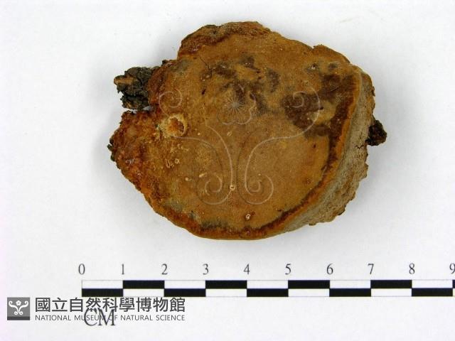 登錄號:F0007217藏品圖，第1張