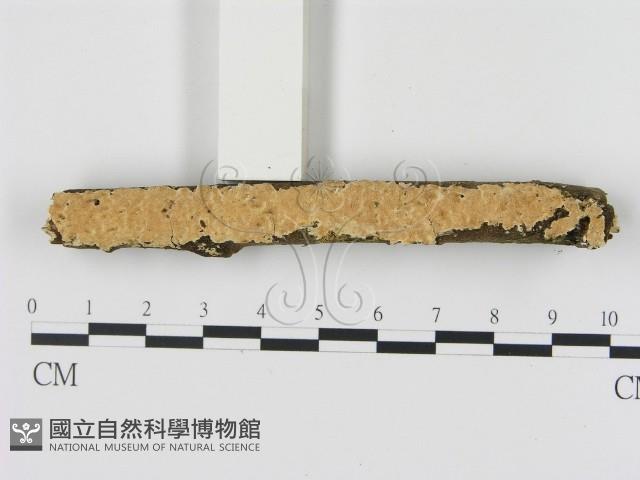 登錄號:F0009217藏品圖，第1張