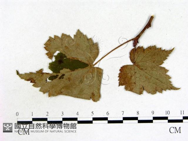登錄號:F0019217藏品圖，第1張