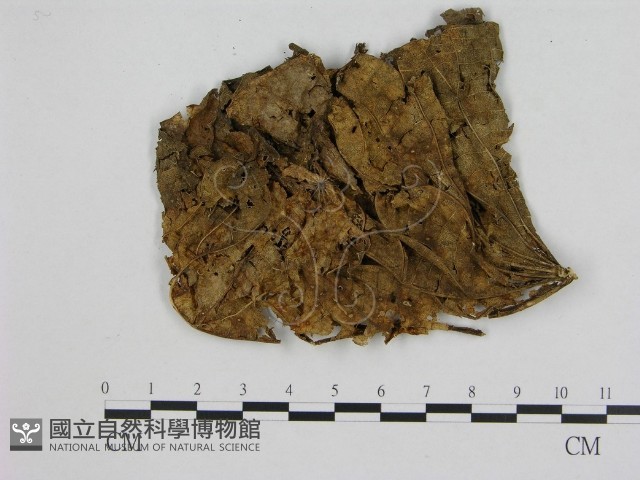 小菇屬藏品圖，第1張