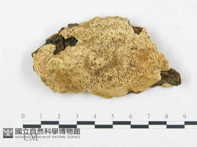 登錄號:F0009417藏品圖，第1張