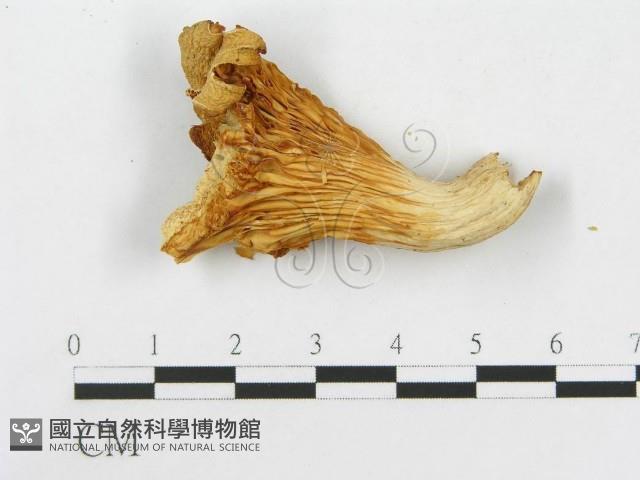 登錄號:F0008117藏品圖，第1張