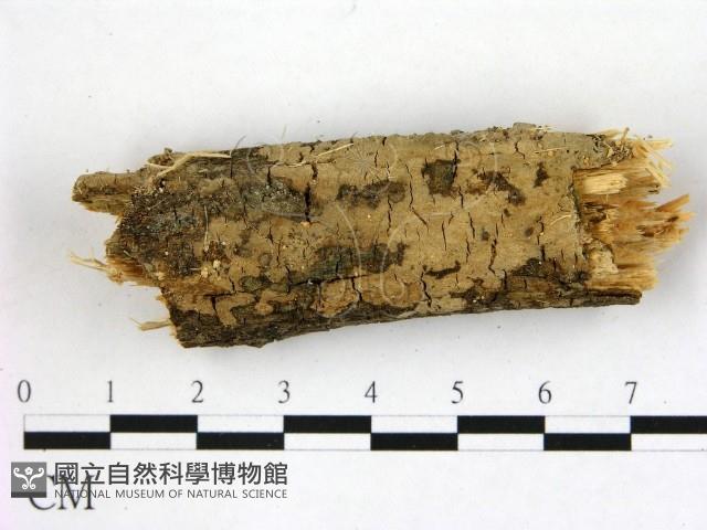 登錄號:F0000117藏品圖，第1張