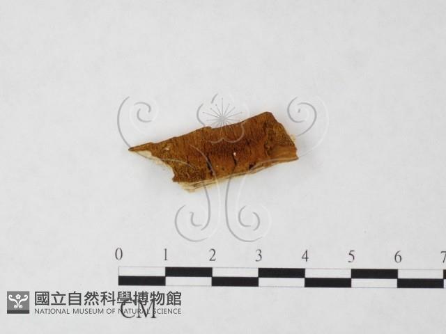 登錄號:F0006117藏品圖，第1張