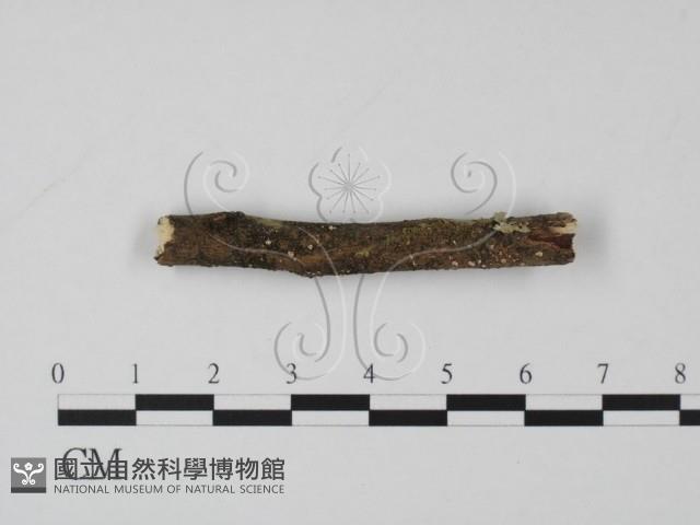 登錄號:F0001117藏品圖，第1張