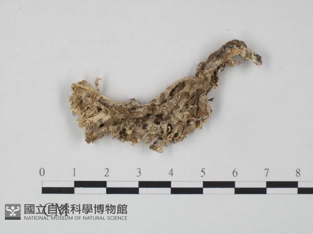 革菌屬藏品圖，第1張