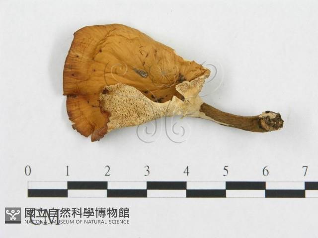 登錄號:F0014117藏品圖，第1張