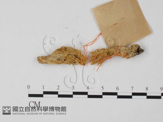 登錄號:F0017117藏品圖，第1張