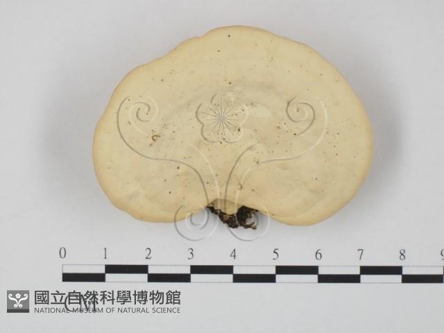登錄號:F0015117藏品圖，第1張