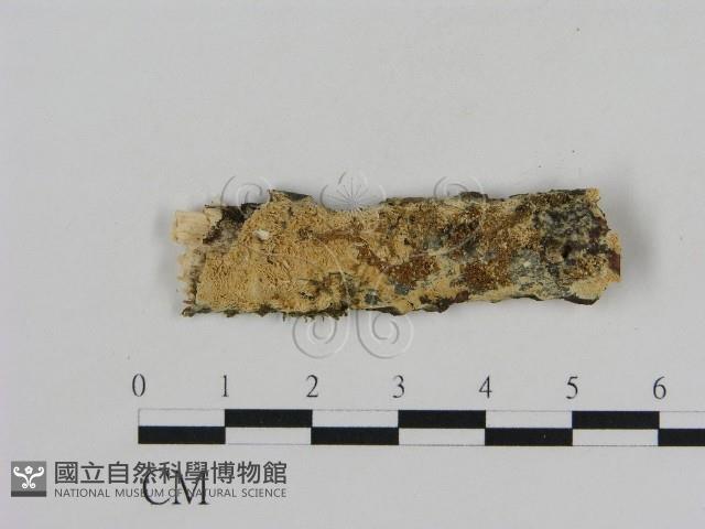 登錄號:F0009117藏品圖，第1張