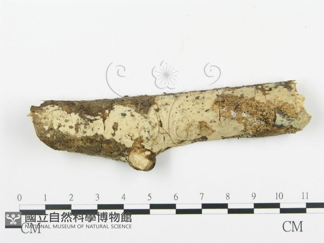 登錄號:F0003117藏品圖，第1張