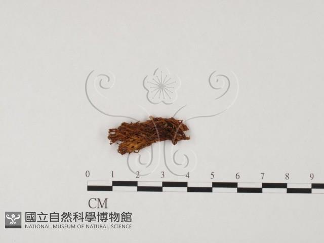 登錄號:F0008017藏品圖，第1張