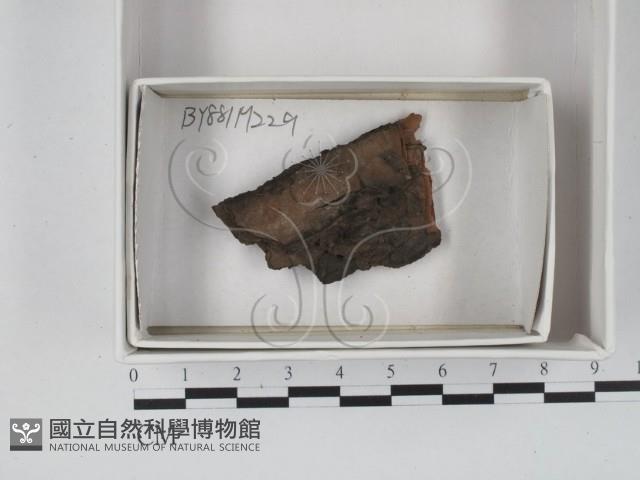 登錄號:F0018017藏品圖，第1張