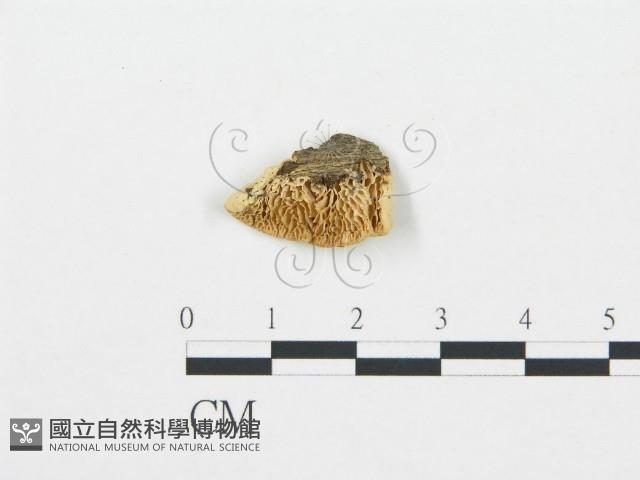 登錄號:F0006017藏品圖，第1張