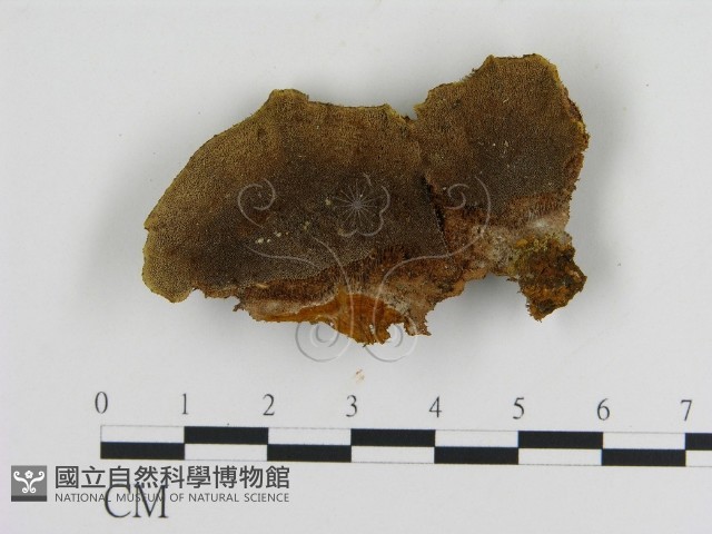 纖孔菌屬藏品圖，第1張