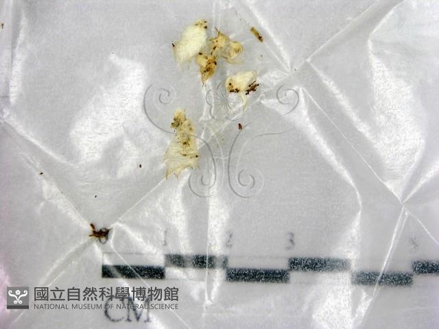 館號:F0001017藏品圖，第1張