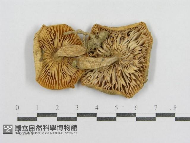 紅菇屬藏品圖，第1張