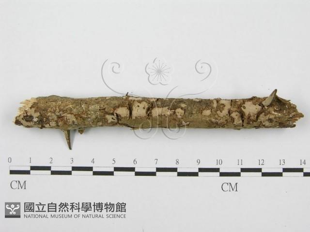 筍殼菌屬藏品圖，第1張