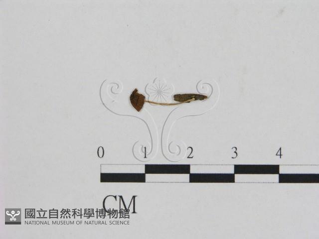 小菇屬藏品圖，第1張