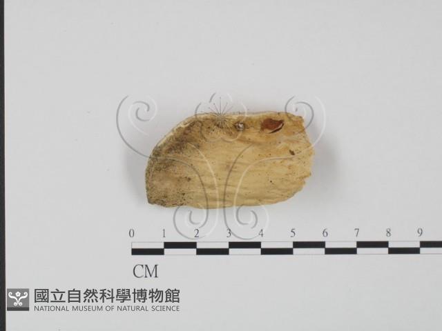登錄號:F0007017藏品圖，第1張