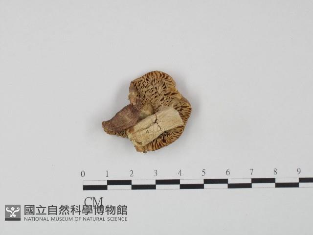 紅菇屬藏品圖，第1張