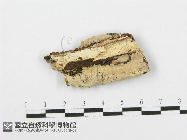 登錄號:F0005017藏品圖，第1張