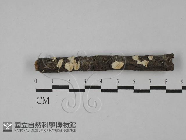 齒耳菌屬藏品圖，第1張