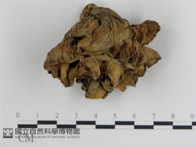 登錄號:F0003017藏品圖，第1張