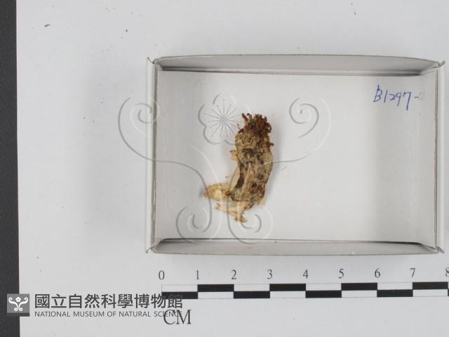 登錄號:F0018317藏品圖，第1張