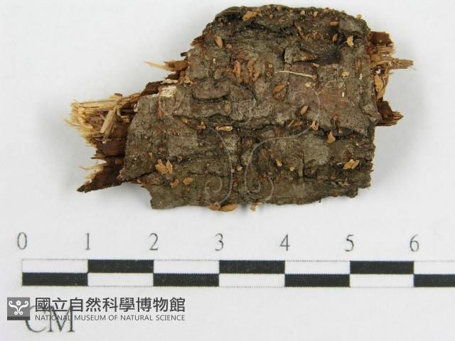 登錄號:F0004317藏品圖，第1張