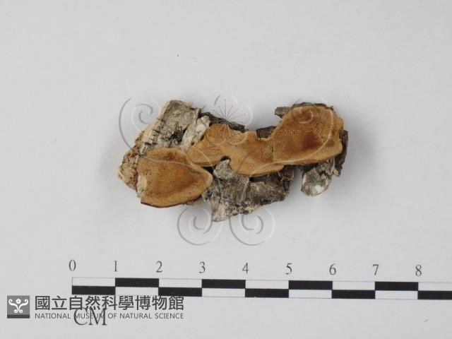 登錄號:F0007317藏品圖，第1張