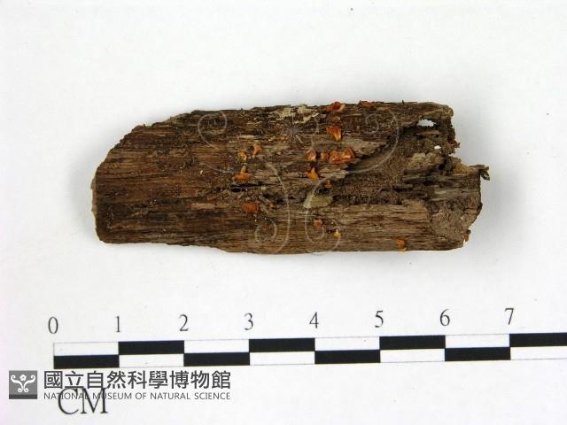 登錄號:F0009317藏品圖，第1張