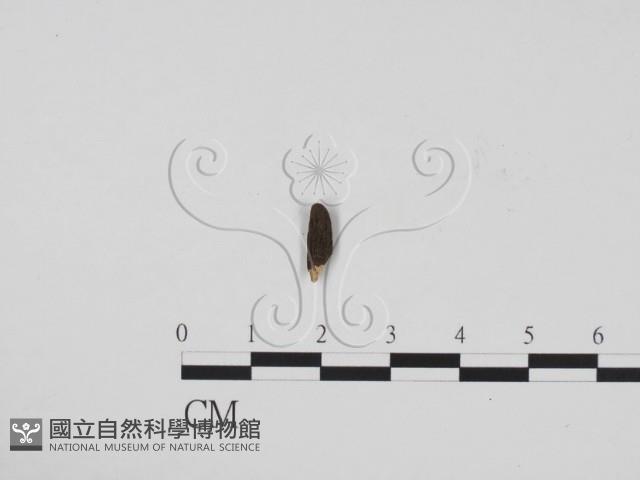 炭角菌屬藏品圖，第1張