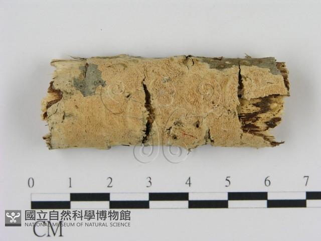 登錄號:F0010297藏品圖，第1張