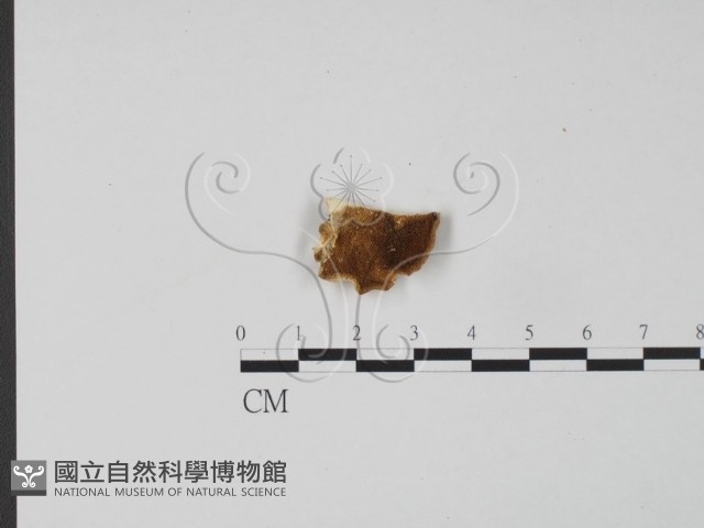 登錄號:F0006297藏品圖，第1張