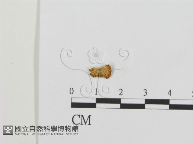 登錄號:F0016297藏品圖，第1張