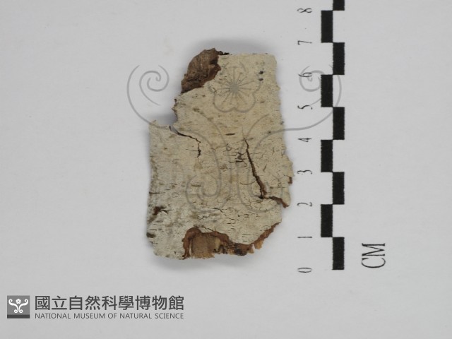登錄號:F0031297藏品圖，第1張