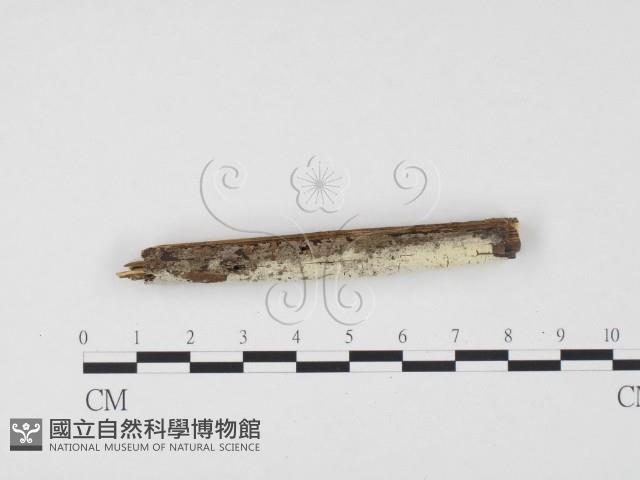 登錄號:F0004297藏品圖，第1張