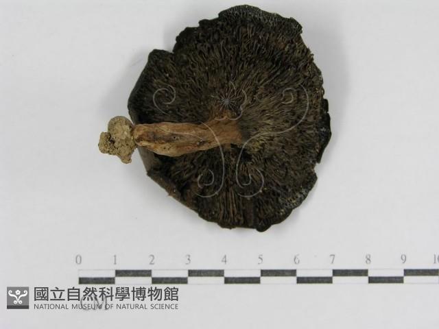 登錄號:F0014297藏品圖，第1張