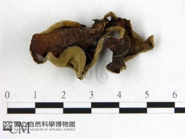 毛木耳藏品圖，第1張