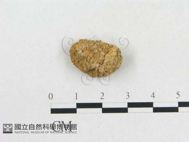 登錄號:F0002297藏品圖，第1張