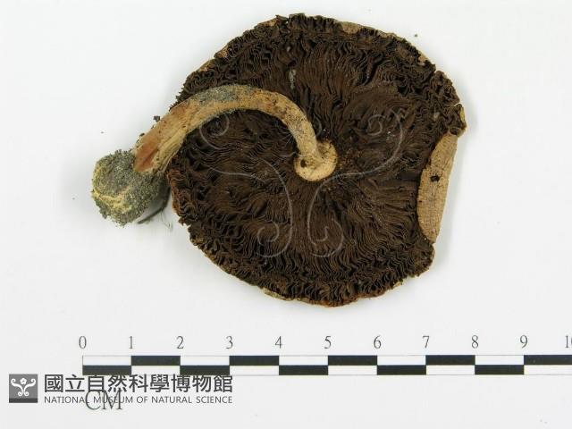 登錄號:F0012297藏品圖，第1張