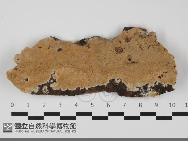 登錄號:F0032297藏品圖，第1張