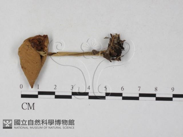 登錄號:F0027297藏品圖，第1張