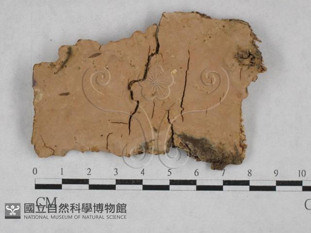 絲齒菌屬藏品圖，第1張