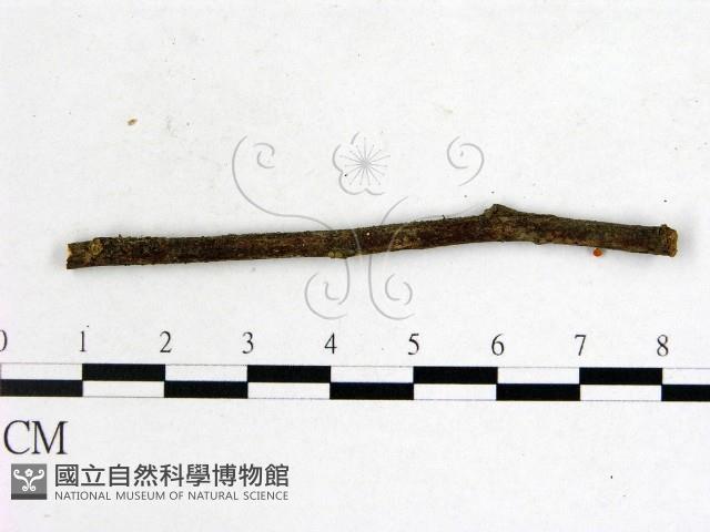 登錄號:F0005297藏品圖，第1張