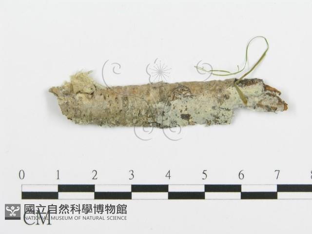 登錄號:F0015297藏品圖，第1張