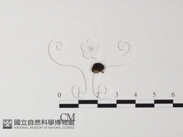 小菇屬藏品圖，第1張